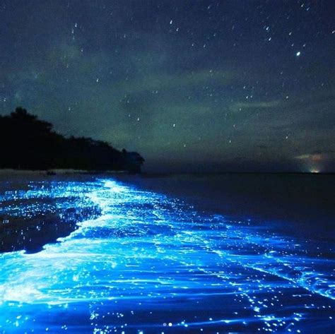 Explore the Enchanting Bioluminescence of the Lagoon by Night