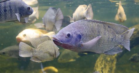 Explore the Enchanting Underwater Sanctuary of Tilapia