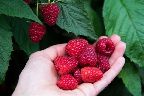 Explore the Fascinating History and Origins of the Succulent Raspberry