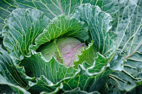 Explore the Fascinating Variety of Cabbage to Cultivate