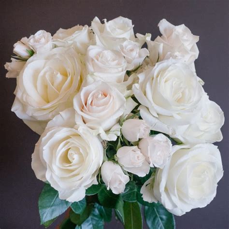 Explore the Fascinating World of White Rose Varieties: Discover the Most Popular and Exquisite Choices