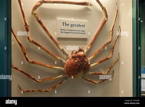 Explore the Intricate Structure of the Spider Crab