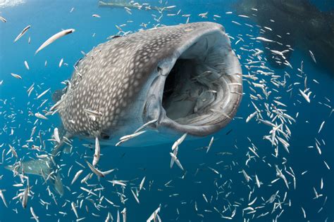 Explore the Intriguing Behavior and Unique Characteristics of Majestic Whale Sharks