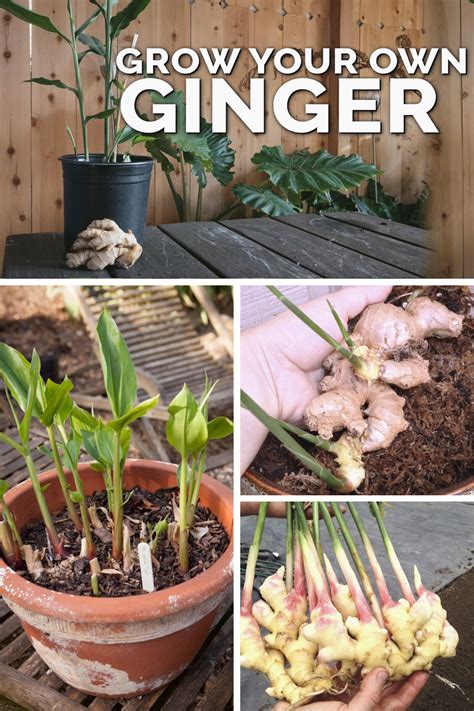 Explore the Versatility of Ginger in Your Garden