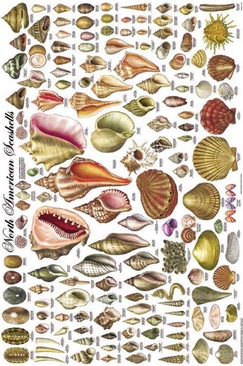 Explore the myriad varieties of seashells