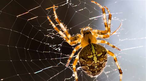 Exploring Common Feelings Linked to Dreaming of Spiders