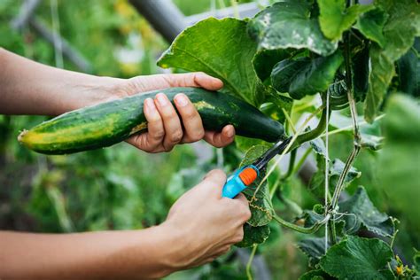 Exploring Common Meanings Behind Dreams of Harvesting Cucumbers