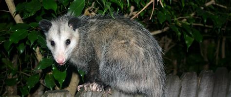 Exploring Common Triggers for Nightmares Involving Opossums