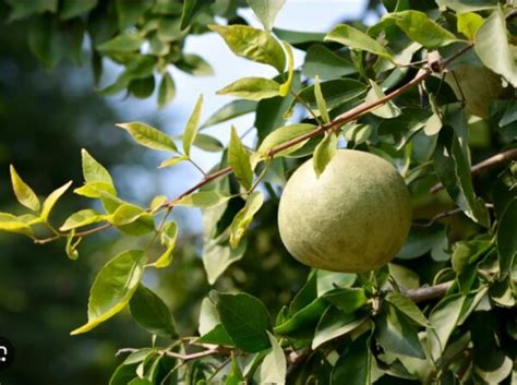 Exploring Culinary Applications of Bael Fruit in the Kitchen