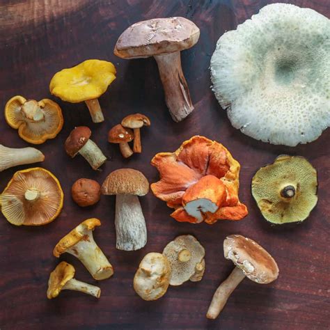 Exploring Culinary Delights in the Kingdom of Edible Fungi