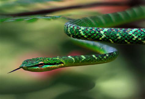 Exploring Cultural Beliefs and Myths Surrounding Snake Dreams