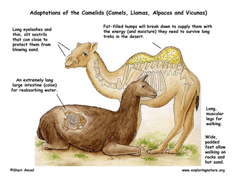 Exploring Different Approaches to Acquiring a Camel