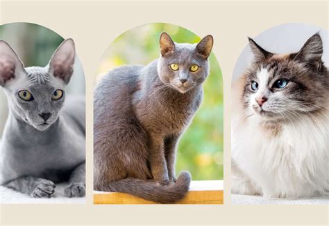 Exploring Different Cat Breeds: Discovering Your Perfect Feline Match