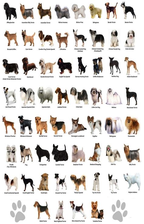 Exploring Different Dog Breeds