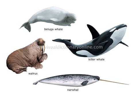 Exploring Different Interpretations of Agressive Marine Mammal Inspasions