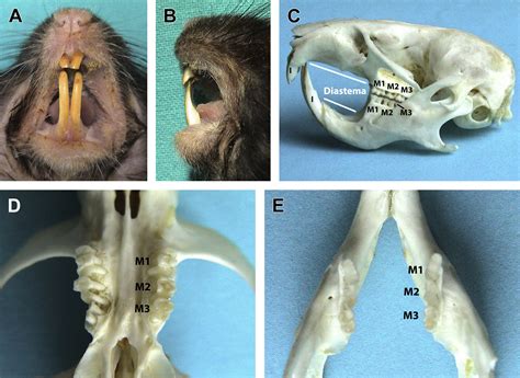 Exploring Different Interpretations of the Rodent in Oral Cavity Vision