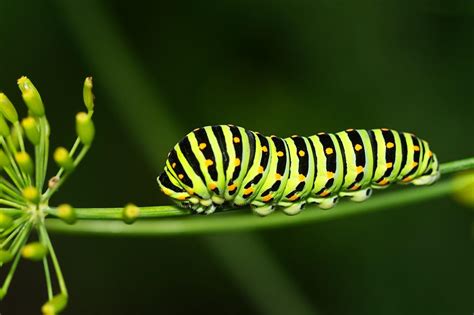 Exploring Different Scenarios and Interpretations of the Vibrant Yellow Caterpillar Dreams