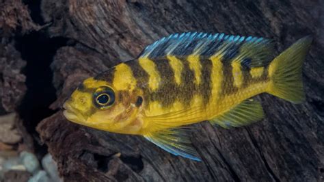 Exploring Different Species: A Guide to Choosing the Perfect Fish for Your Aquarium