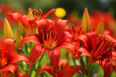 Exploring Different Types of Crimson Blossoms and Their Symbolic Interpretations