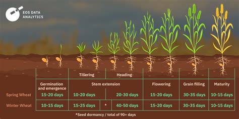 Exploring Different Varieties and Optimal Growing Conditions