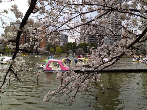 Exploring Japan's Cherry Blossom Hotspots: Journeying from Ueno Park to Yoshino