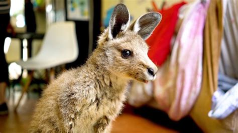 Exploring Key Considerations Prior to Bringing a Kangaroo Into Your Home