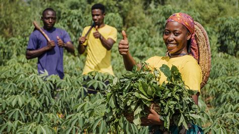 Exploring Key Factors for a Profitable Cassava Distribution Venture