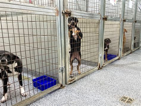 Exploring Local Animal Shelters and Rescues: A Path to Finding Your New Furry Friend