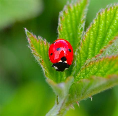 Exploring Myths and Superstitions Surrounding the Beloved Ladybug