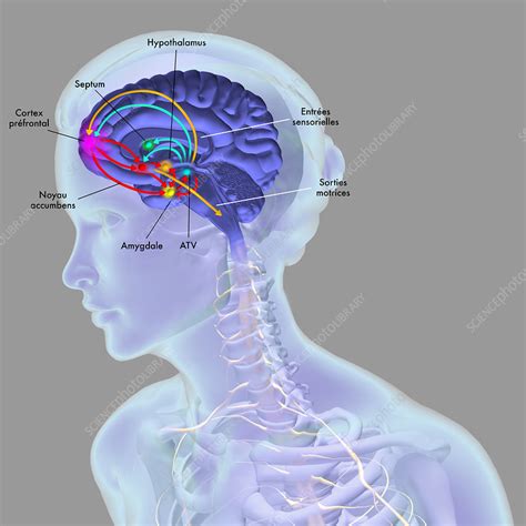 Exploring Neural Pathways: How Our Brains Formulate Spontaneous Facial Images During Dreaming