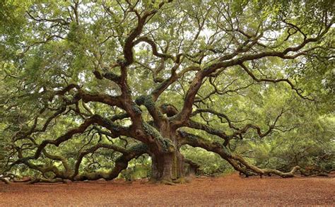 Exploring Oak Tree Dreams: Insights from a Jungian Perspective