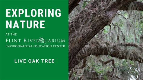 Exploring Oak Tree Dreams: Unveiling Insights into Personal Development and Inner Resilience