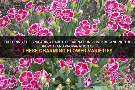 Exploring Other Varieties of Carnations