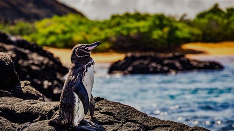 Exploring Penguin Habitats: From Antarctica to Galapagos Islands