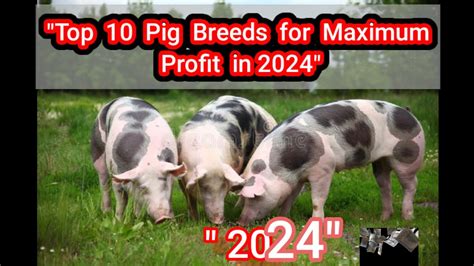 Exploring Pig Breeds for Maximum Financial Returns