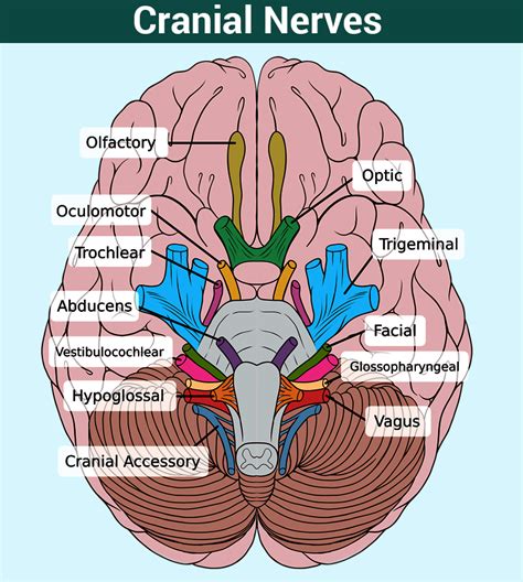 Exploring Possible Factors Behind Dreams Involving a Growth on the Cranial Region