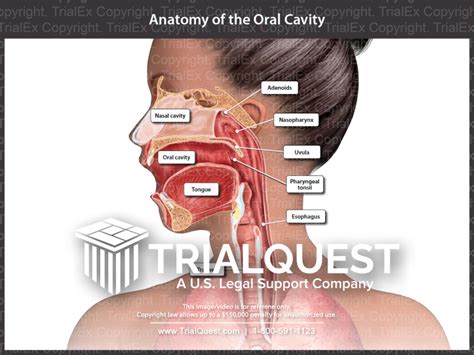 Exploring Practical Approaches to Decoding and Making Sense of Dreams Involving Extracting Fish from the Oral Cavity