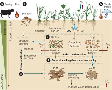 Exploring Soil as a Carbon Sink: Implications for Climate Change