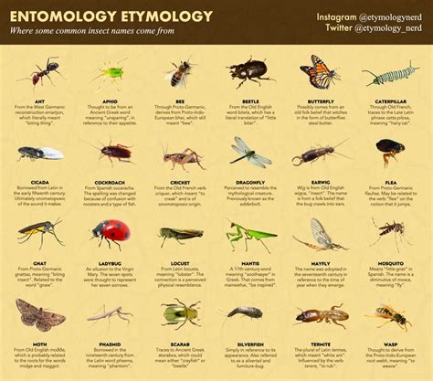 Exploring Symbolic Meanings of Common Insects