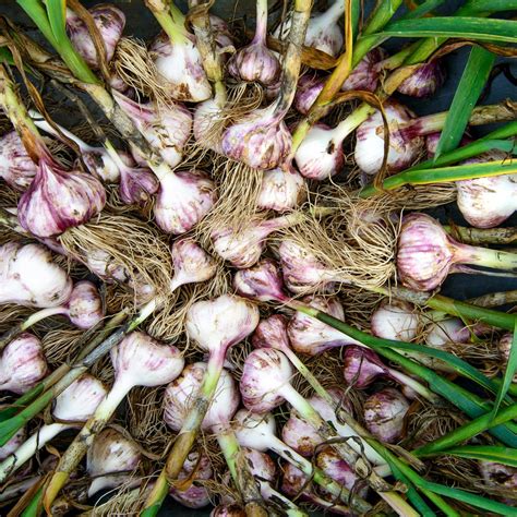 Exploring Unique and Flavorful Garlic Varieties