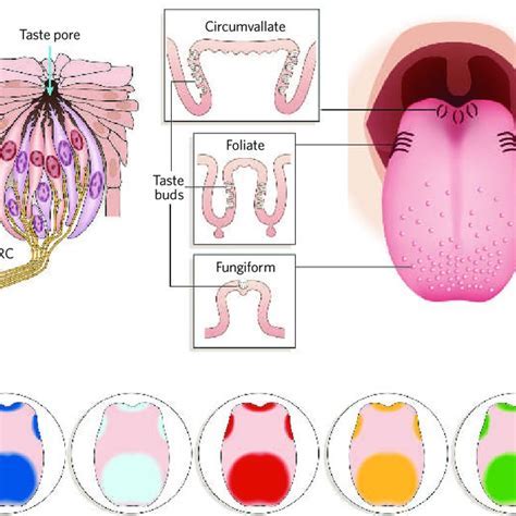 Exploring Various Interpretations of Removing Foliage from the Oral Cavity