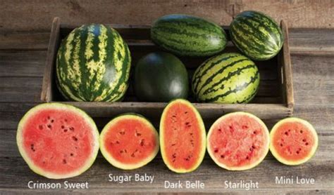 Exploring Watermelon Varieties: Beyond the Classic Crimson Fruit