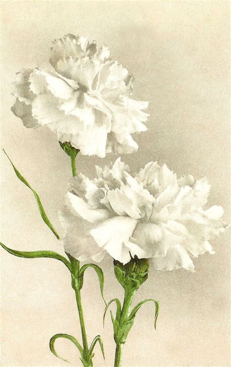 Exploring White Carnations in Art and Literature