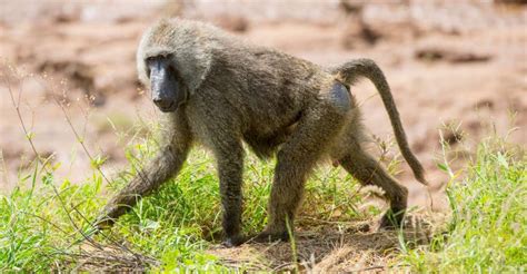 Exploring Your Self through the Lessons of a Baboon Dream