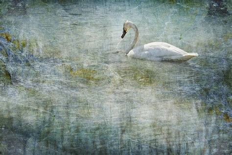 Exploring divergent interpretations of rescuing a swan in reveries