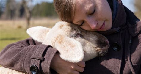 Exploring the Advantages of Having a Pet Sheep