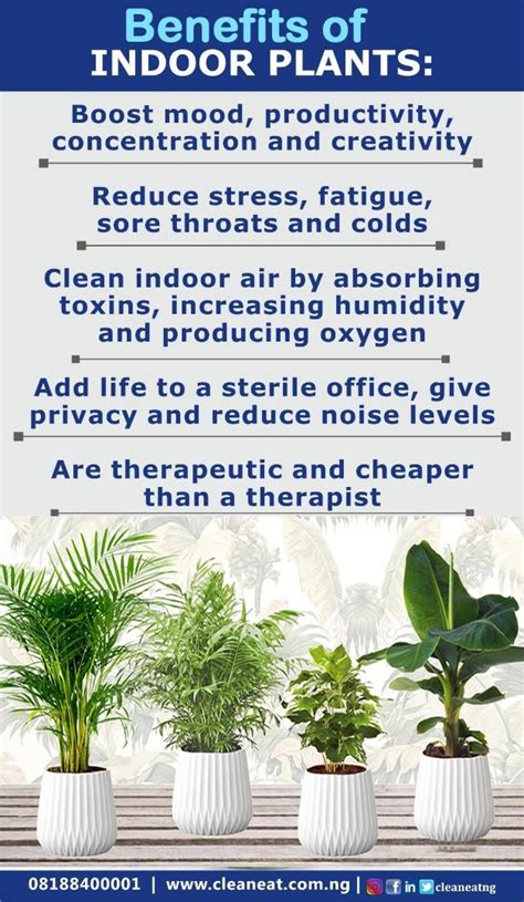 Exploring the Advantages of Indoor Plants