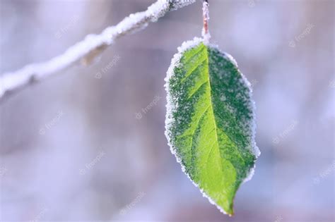 Exploring the Advantages of Slumbering in the Frost: A Winter Delight Discovery