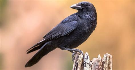 Exploring the Age and Lifespan of Crow Suicide