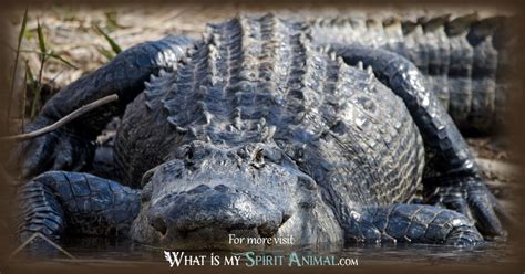 Exploring the Alligator's Power and Dominance